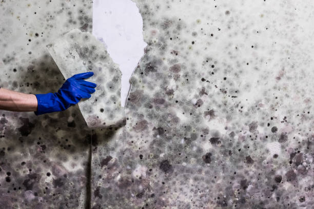 Mold Removal and Inspection in Lake Ozark, MO